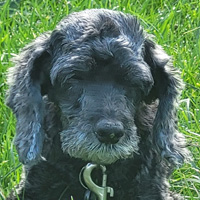 Bella, a 17 Year Old CockaPoo