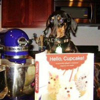 Billie Buonomo Beloved Daschund of Christopher, Amanda, Blu and Dashiell 