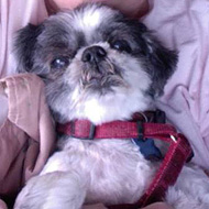 Caleb Goldstein, Beloved Shih Tzu of Sharon Goldstein