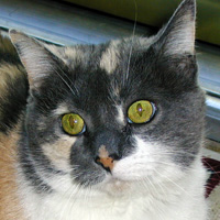 Callie Lally