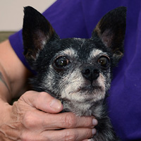 Charlotte Eisenstein - Beloved Daughter of Suzie Eisenstein, Beloved Sister of Daphne Eisenstein