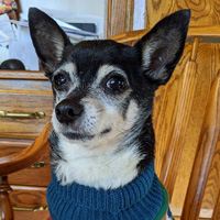 My Darling Little Man, Chico