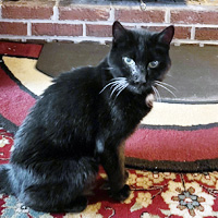 Clancy, Beloved Cat of Jack and Dor DeLong