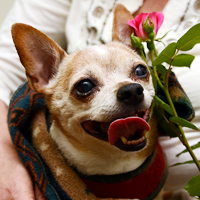 Coco Vertlieb, Beloved Dog of Patty and Chrissy