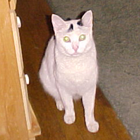 Henny, Beloved Cat of Helen Black