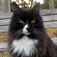 Jingles
