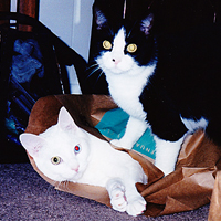 Jinx Feldman, Beloved Cat of Lawrence Feldman