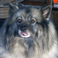 Keesha Gioquindo - Keeshond