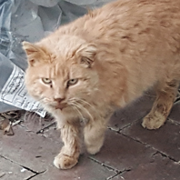 Kitty Hoffman, Beloved Cat of Christine Hoffman