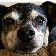 Louie Steadman - Beloved Dog of Kevin, Michelle and Logan