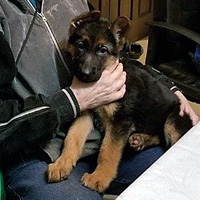 Michaela Goldstein, beloved dog of Larry Goldstein