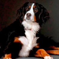 Minnie Graziano-Gorman - Beloved Bernese Mountain Dog