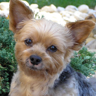 Murphy, Beloved Yorkie of Susan and Elliot