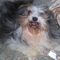 Pantaloons (Pan) Nieto - Havanese