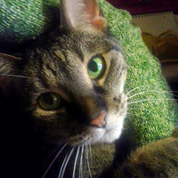 Remy Dunn, Beloved Kitty of Lyndsey Dunn