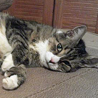 In Loving Memory of Rocky 