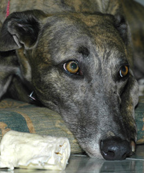 Spice Gioquindo - Brindle Greyhound - I Love You Forever
