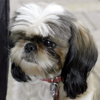Starr - Shih Tzu