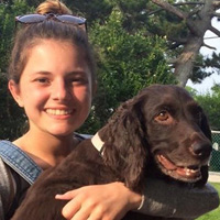 Summer, a Boykin Spaniel