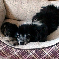 In Loving Memory of Sweet Pea