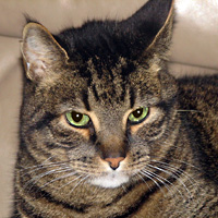 Sylvester - Tiger Cat