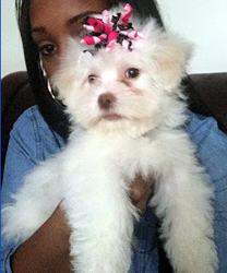 Coco, a 9 month old Maltese with Parvo