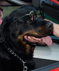 Diesel, an 8 year old Rottweiler