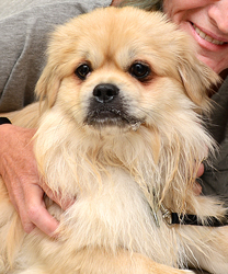 Gemineye, an Emotional Support Dog