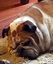 Hanna, an English Bulldog with Bladder Stones
