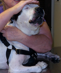 Lucy, a Quadriplegic Pitbull Terrier