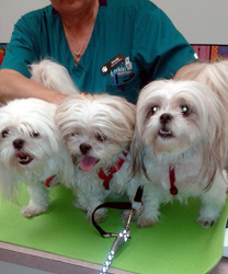 Mickey, Minnie and Angel, Maltese Shih Tzu Blends