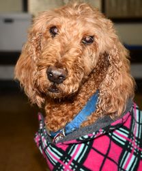 Rosette, a Standard Poodle