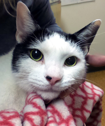 Seven, a Polydactyl Kitty Suffering from Complete Urinary Tract Obstruction