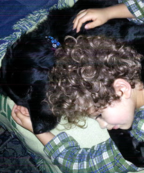 Teddy Bear, A Hovawart Dog
