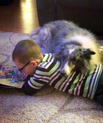 Alfie, a Sheltie with Perineal Hernia