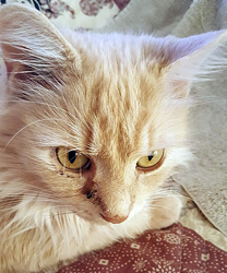 Chewy, a 5 year old Kitty with Pyometra