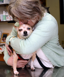 Coco, a 13 Year Old Chihuhua