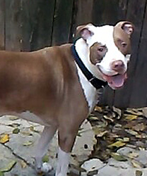 Fiero, a Pit Bull with Allergies
