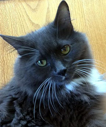 Gizmo, a Maine Coon Cat