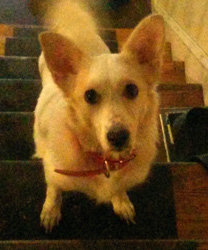 Lily, a Corgi Blend with Pyometra