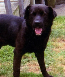A dog named Lucky