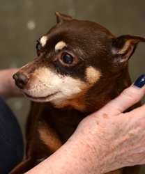 Mr. Maxx, a Mini Pinscher