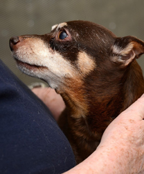 Mr. Maxx, A Miniature Pinscher with Severe Dental Disease