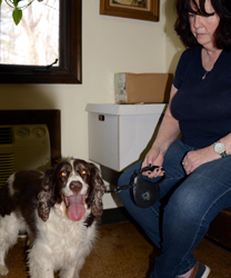 Molly, a 12 Year Old Springer Spaniel