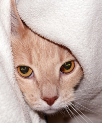 Mr. Soxx, a Hyperthyroid Kitty