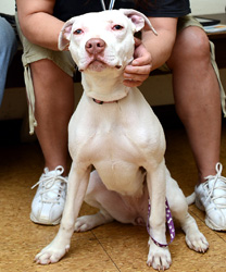 Pixie, a Neglected, Emaciated Pit Bull Puppy