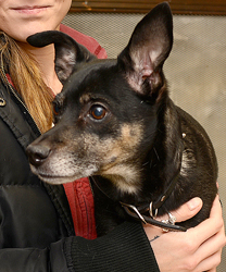 Roxy, A Dog with Mammary Tumors