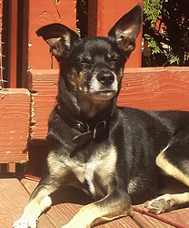 Roxy, an 11 Year Old Terrier Mix with Pyometra