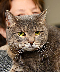 Tinka, A Kitty