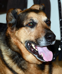 Bob, a 15 year old Shepherd/Rottie Blend